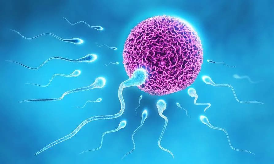 Kinderwunschzentrum Hannover, clínica de fertilidad en Hannover, Alemania — foto 1
